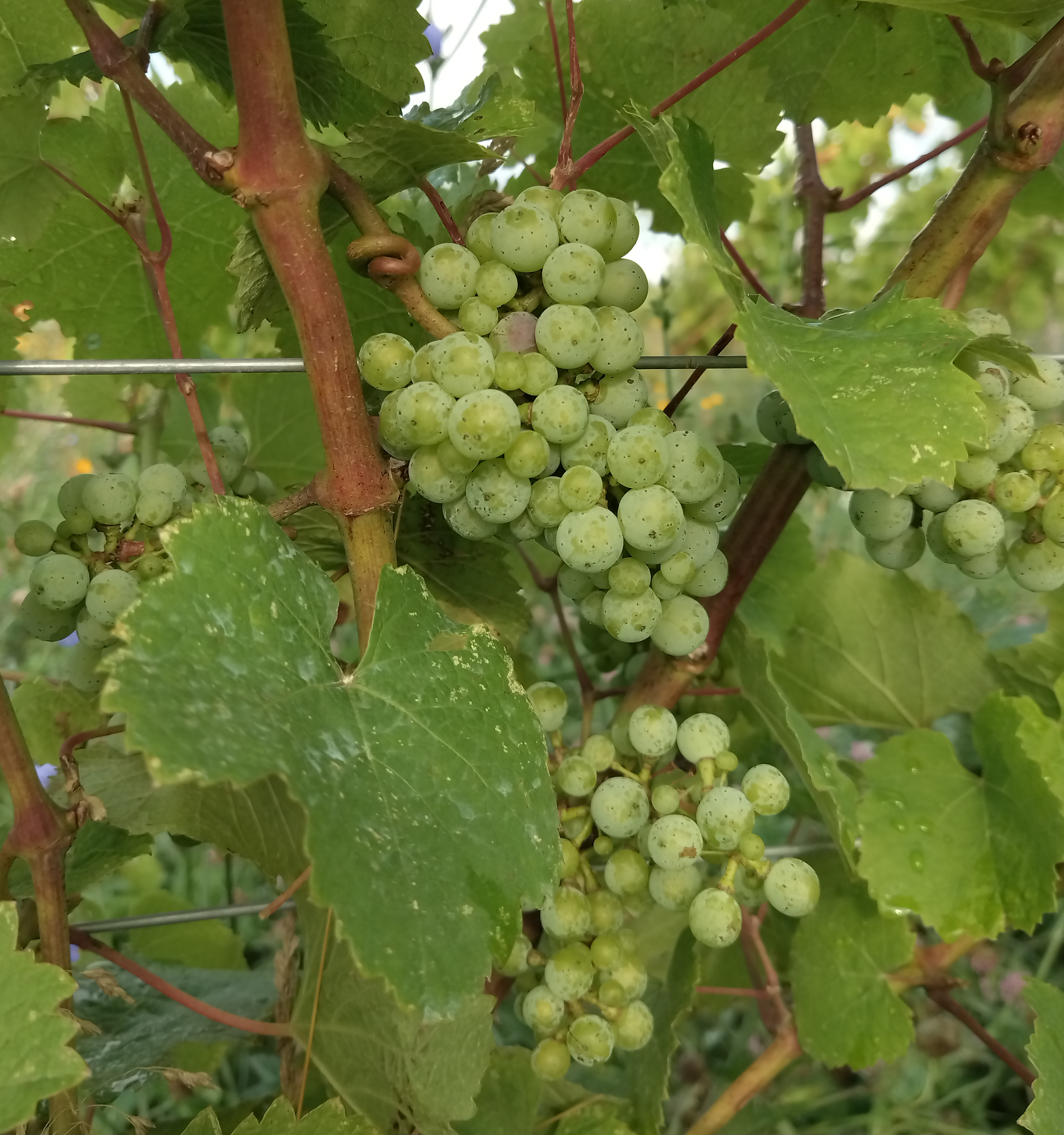 Grapes on a vine.